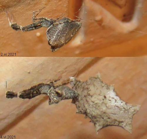 Uloborus plumipes